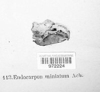 Endocarpon miniatum image